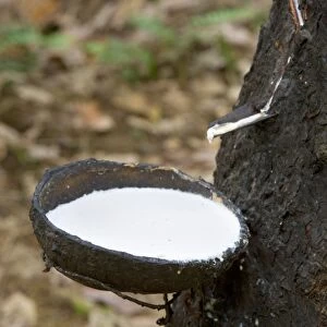 Rubber tapping - a Para Rubber Tree / Parawood Rubberwood plantation in a Sumatran tropical rainforest. Once, the trees are 5-6 years old, the harvest can begin: incisions are made orthogonal to the latex vessels