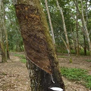 Rubber tapping - a Para Rubber Tree / Parawood Rubberwood plantation in a Sumatran tropical rainforest. Once the trees are 5-6 years old, the harvest can begin: incisions are made orthogonal to the latex vessels
