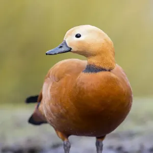 Ruddy Shelduck - drake in winter - UK Ruddy Shelduck - drake in winter - UK