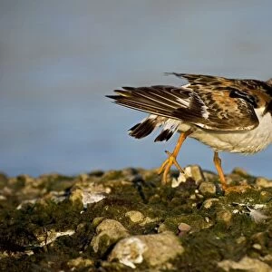 Ruddy Turnstone - Found mainly on rocky shores and on beaches - Uses short upturned bill to flip over rocks and shells in search of food New York - USA