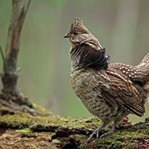 Ruffed Grouse (Bonasa umbellus) - Male engaged in courtship display - New York - USA - Display behavior consists of male rapidly beating wings while standing producing a low-pitched "drumming" sound