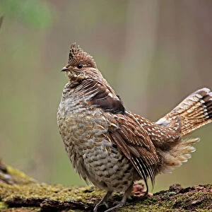 Ruffed Grouse (Bonasa umbellus) - Male engaged in courtship display - New York - USA - Display behavior consists of male rapidly beating wings while standing producing a low-pitched "drumming" sound