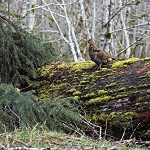 Ruffed Grouse on drumming log Olympic National Park, Western U. S. A, spring