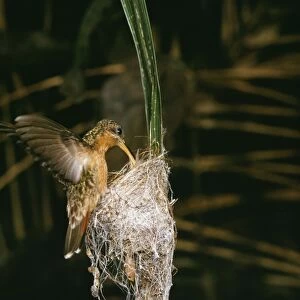 Rufous-breasted Hermit Hummingbird