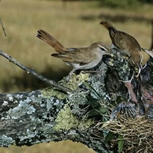 Rufous Bush Robin / Rufus Bush Chat - adults feeding young at nest