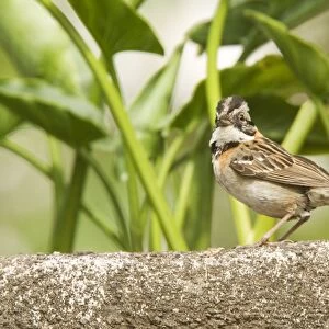 Rufous-collared sparrow. Costa Rica