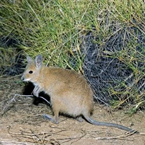 Rufous Hare-Wallaby / Mala - Bernier Island, Western Australia JPF05275
