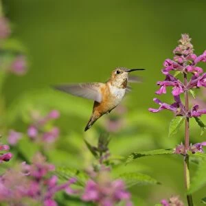 Rufous Hummingbird - in flight feeding on Cooley's Hedge Nettle flower - Pacific Northwest - August _D3D2079