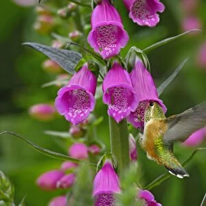 Rufous Hummingbird - Immature or female - feeding on foxglove flowers (Digitalis purpurea) - Olympic National Forest - Pacific Northwest - USA - June _C3B2441