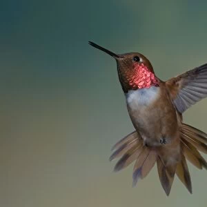 Rufous Hummingbird - male - threatening approaching rival in flight - British Columbia - Canada BI018628