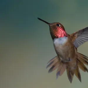 Rufous Hummingbird - male - threatening approaching rival in flight - British Columbia - Canada BI018628