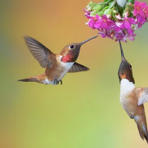 Rufous Hummingbird - two males feeding at flower - British Columbia - Canada BI019208