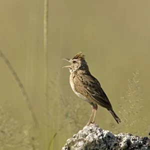 Rufous-Naped Lark (Western Form) Singing from territorial perch. Etosha National Park, Namibia, Africa