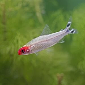Rummy nose tetra / Red nose tetra – side view, tropical freshwater Columbia Brazil 002874