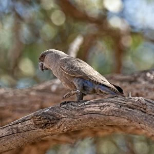 Ruppell's parrot - standing on thick branch - Namibia