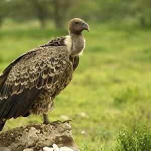 Ruppell's Vulture - Ngorongoro conservation area - Tanzania - Africa