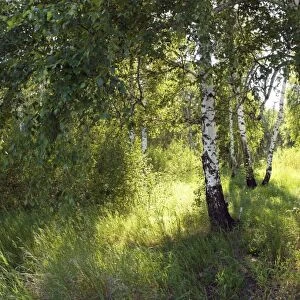 Russia - a compact woods "kolok" ("kolki" for plural) consisting of birch only - forest steppe / forest-steppe / wooded steppe - typical for Middle