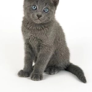 Russian Blue Cat - 8 week old kitten