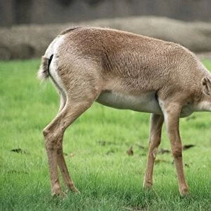 Russian Saiga Antelope