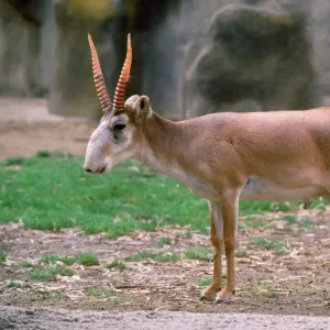 Russian Saiga Antelope