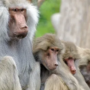 Sacred Baboon - male with his harem - East Africa Sacred Baboon - male with his harem - East Africa