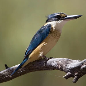 Sacred Kingfisher - Hanson River north west of Ti Tree Community, Alice Springs, Northern Territory, Australia