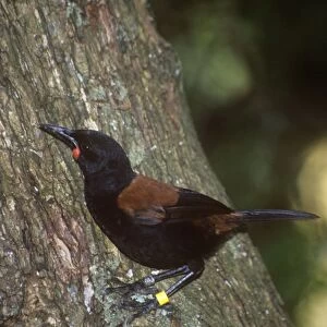 Saddleback - North Island subspecies rufusater, with ring for population monitoring