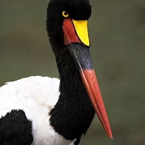 Saddlebilled Stork - Masai Mara Nationa Park