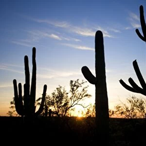 Saguaro Cactus (Carnegiea gigantea) Silhouette at Sunset - Sonoran Desert - Arizona - Record height: 78 feet - Average mature height: 18 to 30 feet, but often reach heights of 50 to 60 feet - Weigh about 80 pounds per foot - grow their first arms at