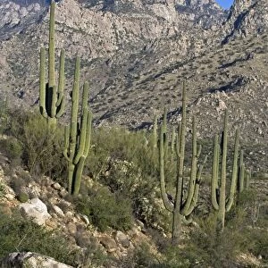 Saguaro Cactus (Carnegiea gigantea) - Sonoran Desert - Arizona - Record height: 78 feet - Average mature height: 18 to 30 feet, but often reach heights of 50 to 60 feet - Weighs about 80 pounds per foot - Grows their first arms at around 12 feet in