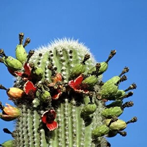 Saguaro Cactus - in fruit