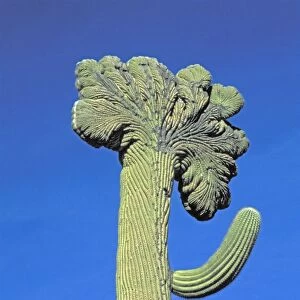 Saguaro Cactus - Sonoran Desert Arizona - Cristate Form which may be a genetic variant and which occurs in about one and two hundred thousand individuals - Record height: 78 feet - Average mature height: 18 to 30 feet