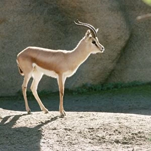 Saharan Dorcas Gazelle - male