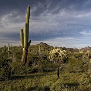 Sahuaro / Saguaro Cactus - in desert, with Opuntia spp, bristle-bush etc. Organ Pipes National Monument