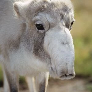 Saiga Antelope - close-up of female's head, winter coat. Caspian Sea area