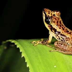 Sainte Marie Madagascar Frog - on Pandanus / screw palm - Andasibe-Mantadia National Park - Madagascar