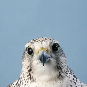 Saker Falcon - head shot