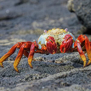 Sally lightfoot crab. Floreana Island, Galapagos Islands, Ecuador. Date: 31-07-2021