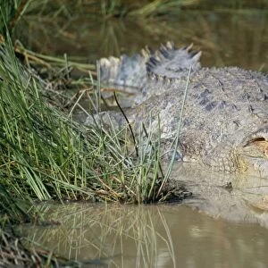 Saltwater / Estuarine / Indo Pacific Crocodile - with mouth open