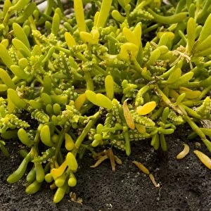 Saltwort (Batis maritima), a widespread tropical seashore plant; Florean, Galapagos