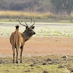 Sambar Deer - alert Stag Ranthambhor National Park, India