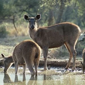 Sambar Deer - & Spotted Deer (Axis axis) at water hole