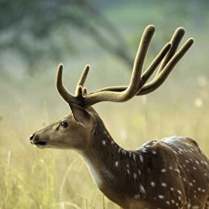 Sambar Deer - stag with antler covered in velvet. India