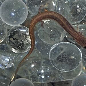 San Marcos Salamander- endangered species, only found in headwaters of San Marcos River, Texas. Here hiding among glass spheres