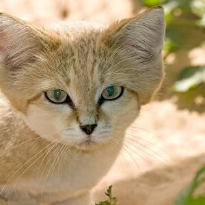 Sand Cat - Abu Dhabi - United Arab Emirates