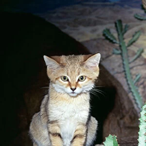 Sand Cat KEL 1127 Deserts, North Africa to Asia Felis margarita © Ken Lucas / ARDEA LONDON