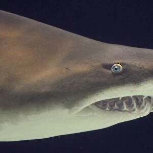 Sand Tiger Shark / Sand Shark / Grey nurse shark / Ragged-tooth shark some disagreement over classification. _DSC0996