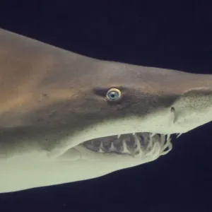 Sand Tiger Shark / Sand Shark / Grey nurse shark / Ragged-tooth shark some disagreement over classification. _DSC0996 Sand Tiger Shark / Sand Shark / Grey nurse shark / Ragged-tooth shark some disagreement over classification. _DSC0996