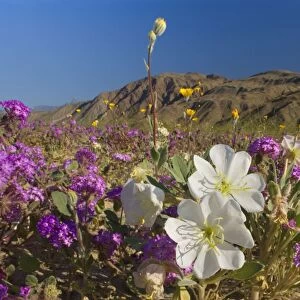 Sand Verbenas dotted with Dune Evening Primrose (Oenothera deltoides), Brown-eyed Evening Primrose (Camissonia claviformis) and Desert Sunflower (Geraea canescens) - Anza Borrego Desert State Park - California - USA