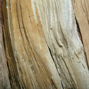 Sandalwood Sandalwood